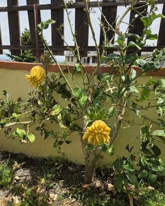 Pianta mano di buddha
