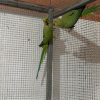 Coppia Parrocchetti dal collare