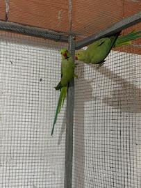 Parrocchetti dal collare