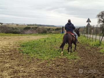 Derivata quarter smazzettata