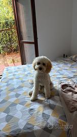 Cagnolino