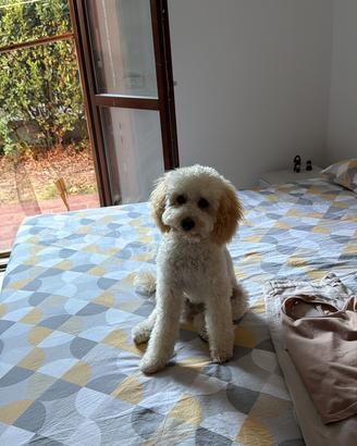 Cagnolino