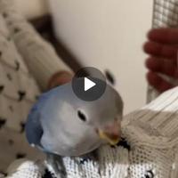 Coppia di inseparabili