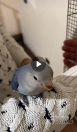 Coppia di inseparabili