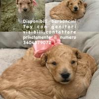 Barboncino femmina Toy