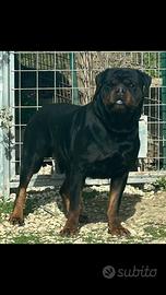 Rottweiler
