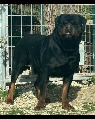Rottweiler