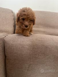 Maltipoo
