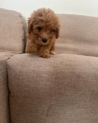 Maltipoo