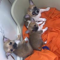 Cuccioli di chihuahua