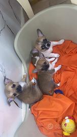 Cuccioli di chihuahua