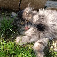 Cucciole Maine coon 4 mesi stupende