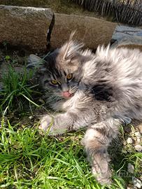 Cucciole Maine coon 4 mesi stupende