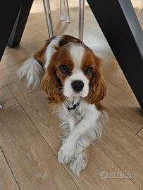 Splendido Cavalier King ENCI disponibile per monta