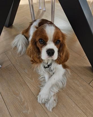 Splendido Cavalier King ENCI disponibile per monta