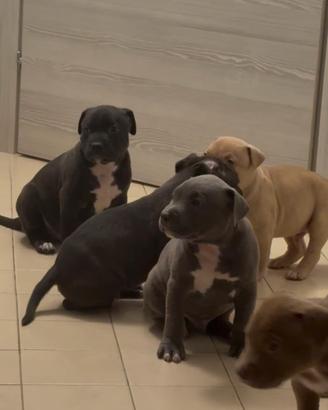 Pitbull XXL Black Nose