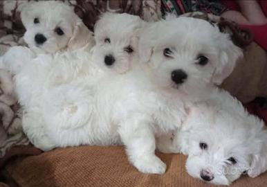 Cuccioli di maltese