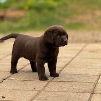 Labrador chocolate Pedegree Enci