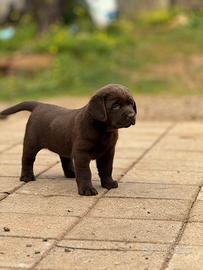 Labrador chocolate Pedegree Enci