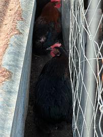 Marans nero ramato