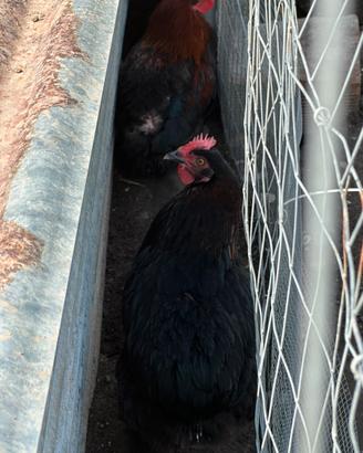 Marans nero ramato