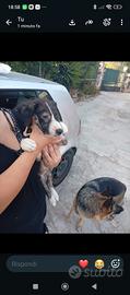 cucciolo 
