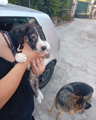 cucciolo 