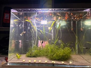 Pesci tropicali Guppy