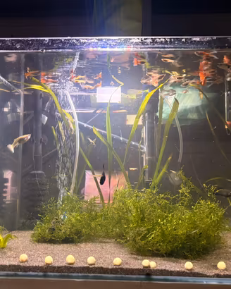 Pesci tropicali Guppy