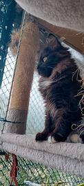 Gatti siberiano disponibili euro 800 pedigree