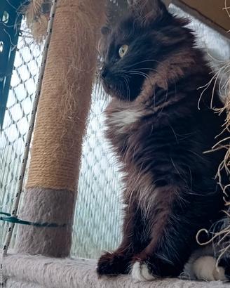 Gatti siberiano disponibili euro 800 pedigree