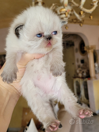 Gattini