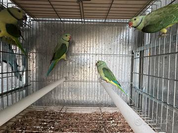 Pappagalli Psittacula columboides malabar