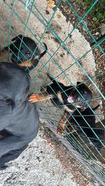 Cucciole rottweiler