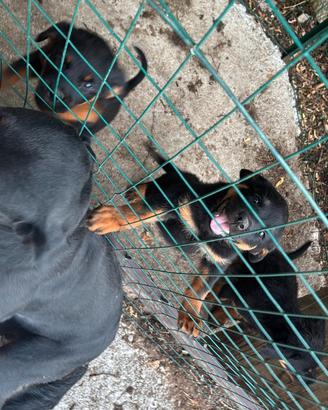 Cucciole rottweiler