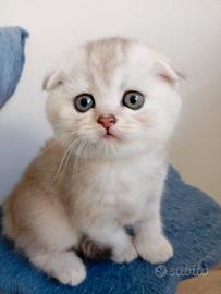 Scottish golden lilac