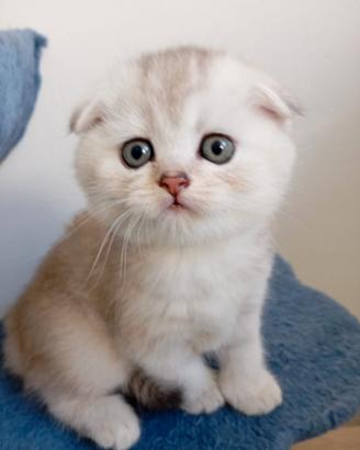 Scottish golden lilac