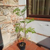 Piante di moringa