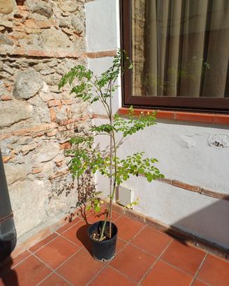 Piante di moringa