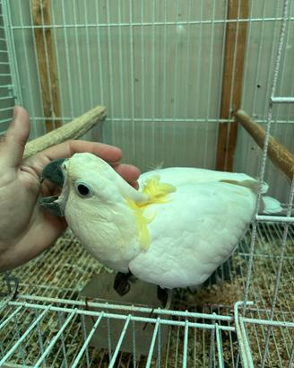 Cacatua, ara ed altri pappagalli