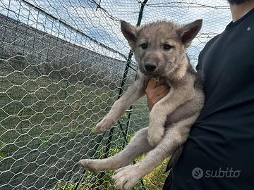 Cuccioli di Wolfdog