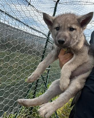 Cuccioli di Wolfdog