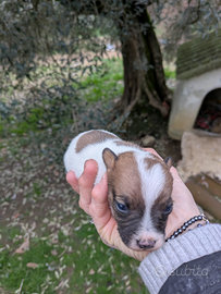 Cucciolo jack Russell terrier