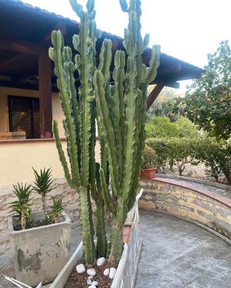 Piante