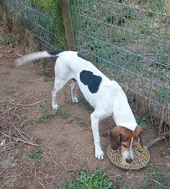 Segugi per cinghiale