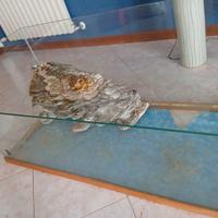 Acquario per tartarughe/pesci