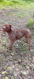 Pitbull