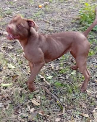 Pitbull