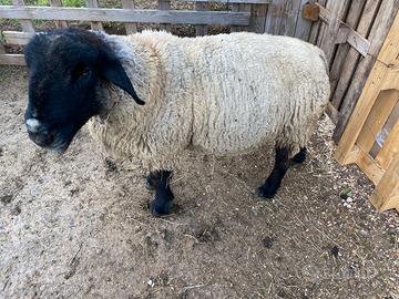 Pecore e montone Suffolk