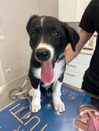 Cucciolo di Border Collie con pedigree